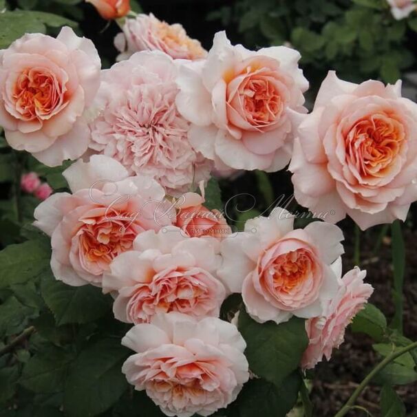 Роза Versigny (Версайни) — фото 2