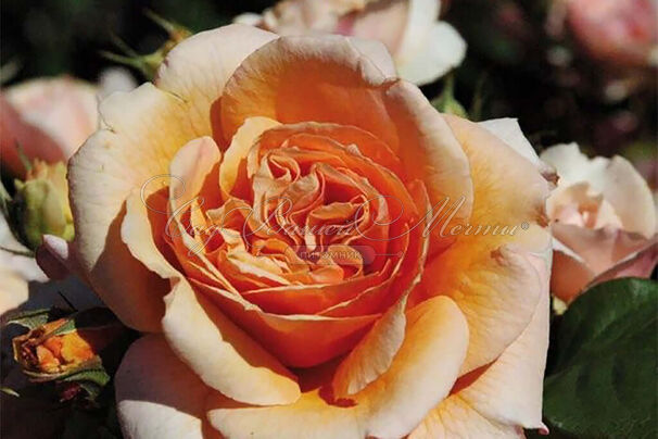 Роза Versigny (Версайни) — фото 3