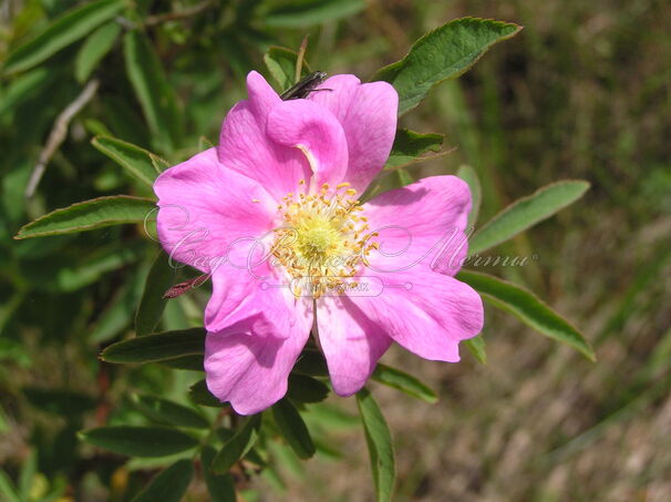 Роза Alpina Pendula (Альпина Пендула) — фото 2
