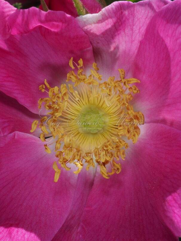 Роза Alpina Pendula (Альпина Пендула) — фото 3
