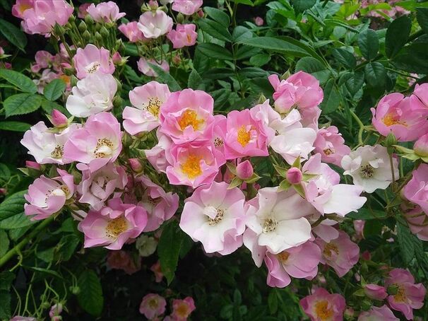 Роза Apple Blossom (Эппл Блоссом) — фото 2