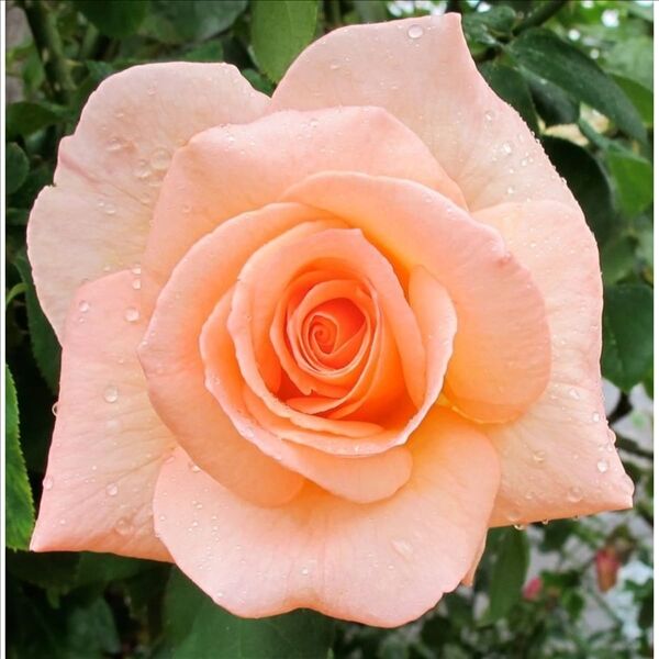 Роза Apricot Nectar (Эприкот Нектар) — фото 2