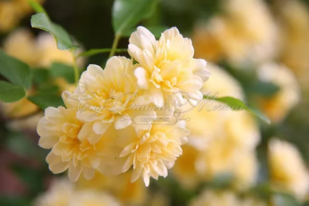 Роза Banksiae (Бэнкс) — фото 3