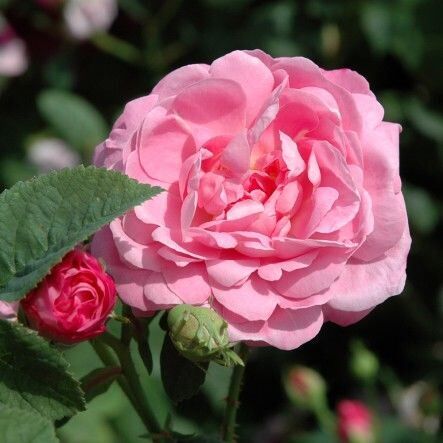 Роза Belle Amour (Бэль Амур) — фото 3