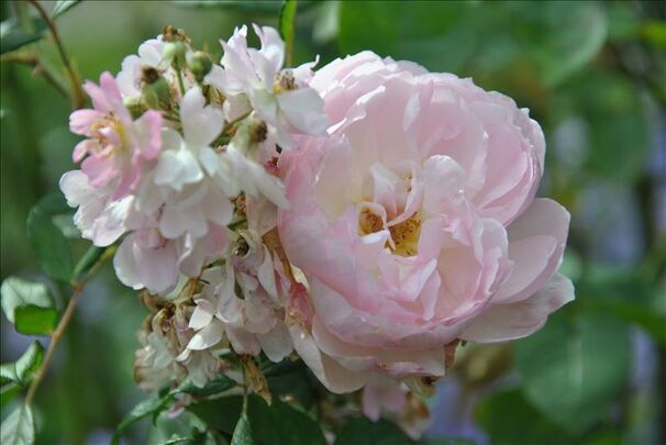 Роза Belle des Fagnes (Бель де Фань) — фото 2