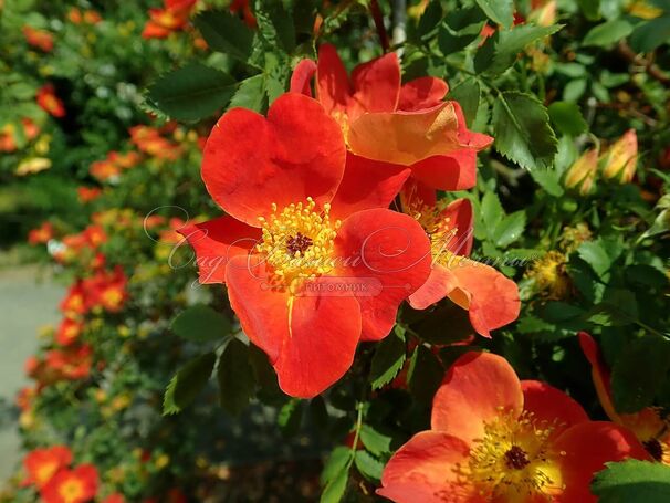 Роза Bicolor (Биколор) — фото 3