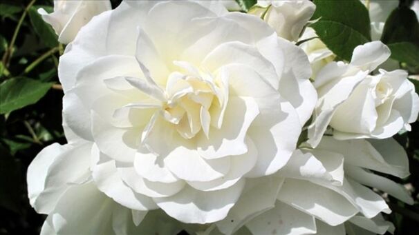 Роза Blanc de Vibert (Бланк де Виберт) — фото 2