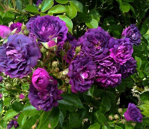 Роза Blue Magenta (Блю Маджента) — фото 3
