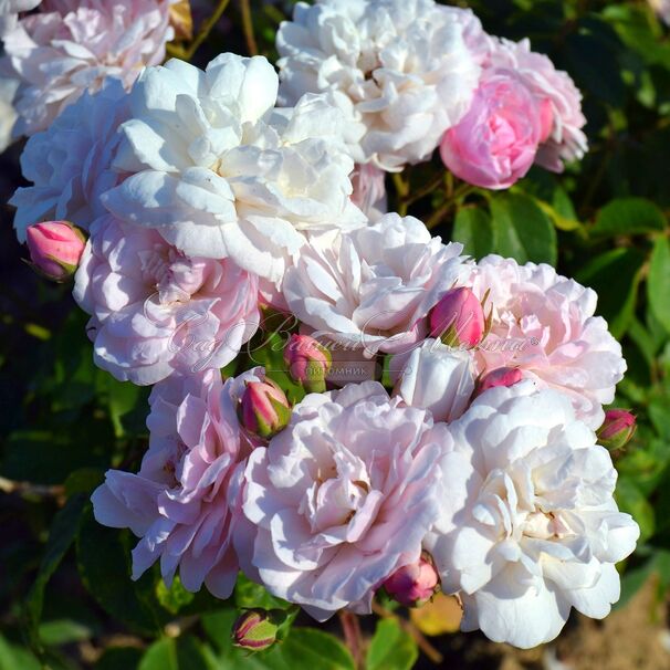 Роза Blush Noisette (Блаш Нуазэтт) — фото 4