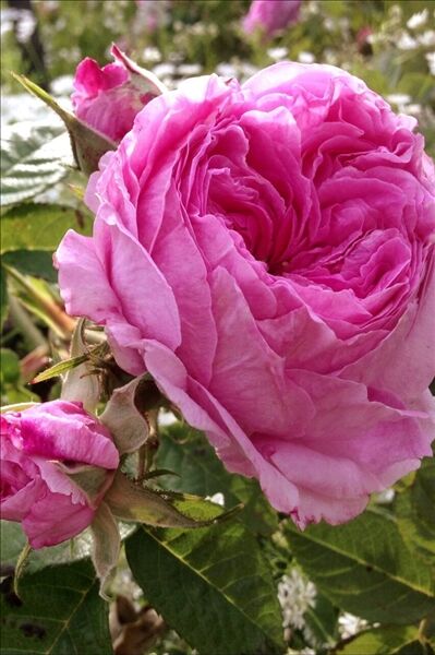 Роза Bullata (Буллата) — фото 3