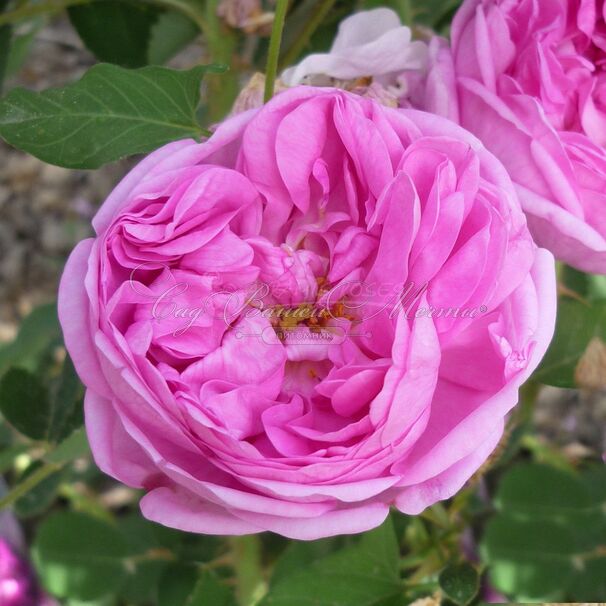 Роза centifolia (центифолия) — фото 2