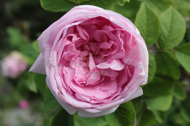 Роза centifolia (центифолия) — фото 4