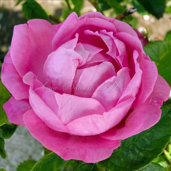 Роза Coupe d'Hebe (Куп д'Хебе) — фото 2