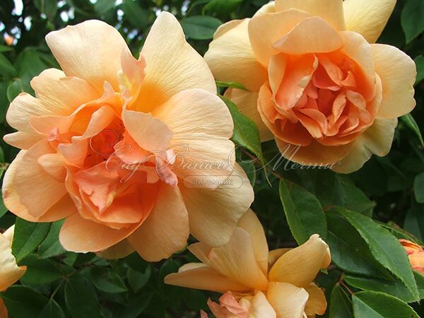 Роза Crepuscule (Крепюскюль) — фото 2