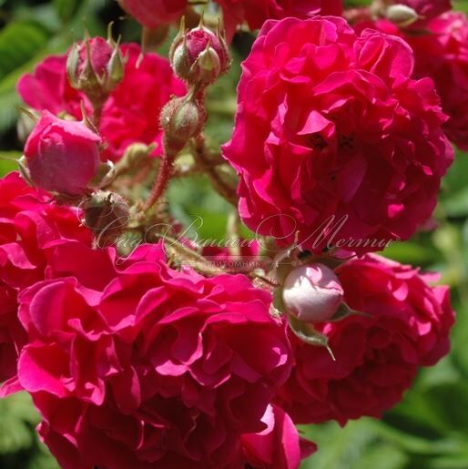 Роза Crimson Shower (Кримсон Шауэр) — фото 2