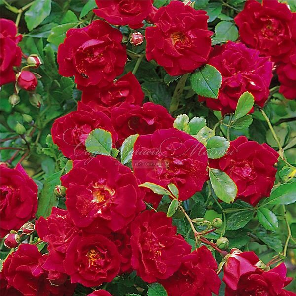 Роза Crimson Shower (Кримсон Шауэр) — фото 3