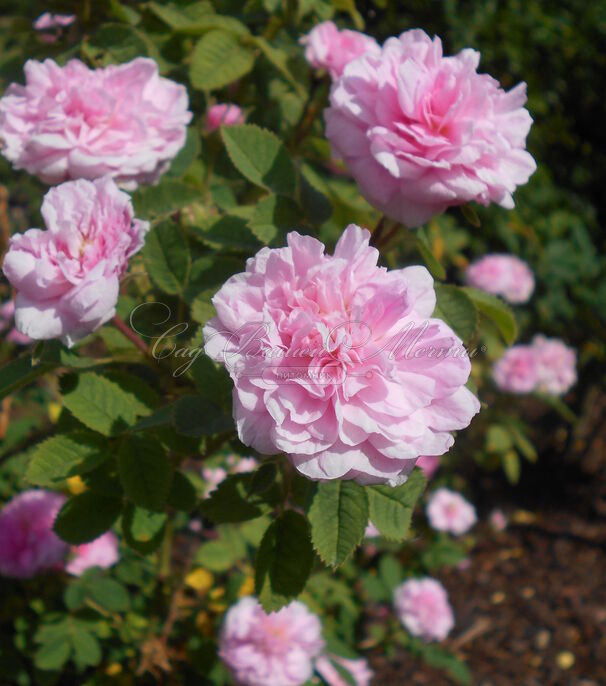 Роза Rose de Meaux (Роз Де Мо) — фото 2