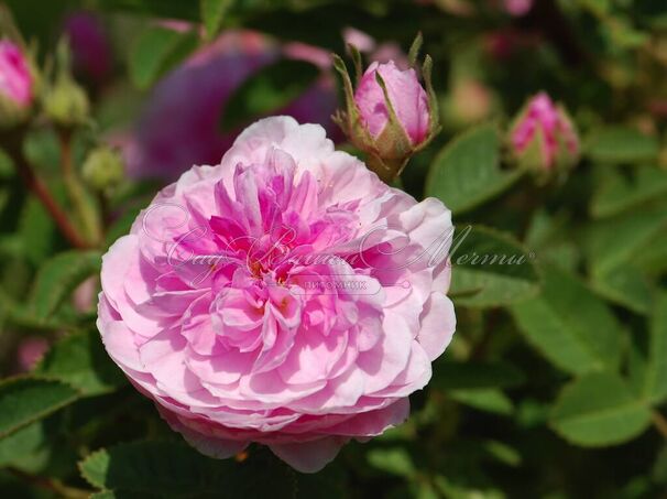 Роза Rose de Meaux (Роз Де Мо) — фото 3