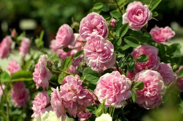 Роза Rose de Meaux (Роз Де Мо) — фото 4