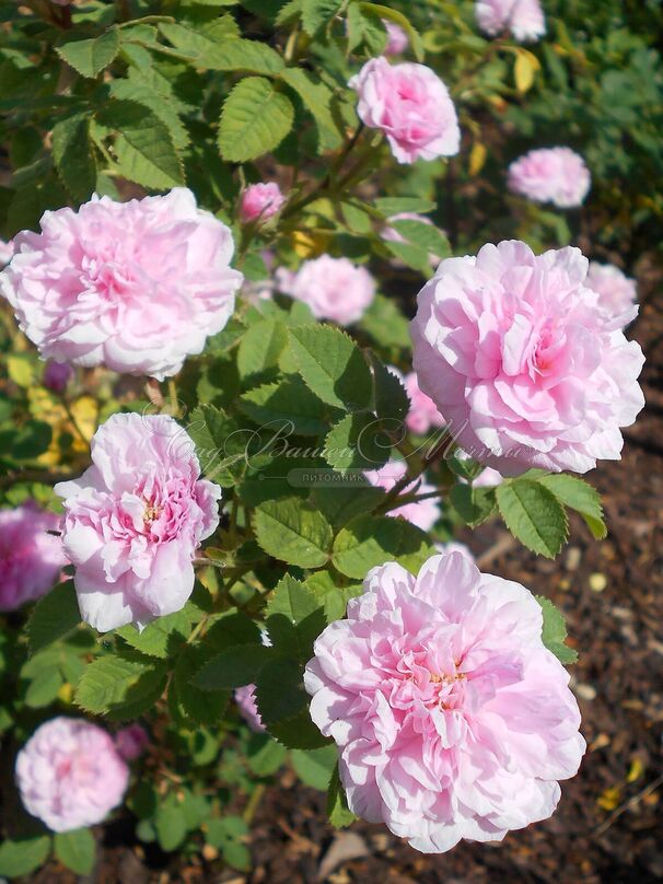 Роза Rose de Meaux (Роз Де Мо) — фото 5