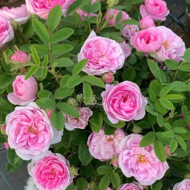 Роза Rose de Meaux (Роз Де Мо) — фото 6