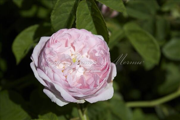 Роза Duchesse de Montebello (Дюшес Де Монтебелло) — фото 3