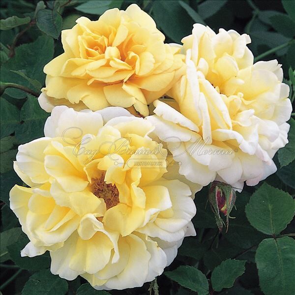 Роза Easlea's Golden Rambler (Исли Голден Рамблер) — фото 4