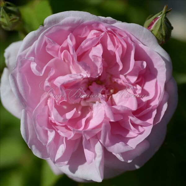 Роза Fantin Latour (Фантен Латур) — фото 2