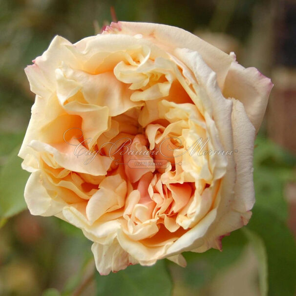 Роза Gloire de Dijon (Глуар де Дижон) — фото 4