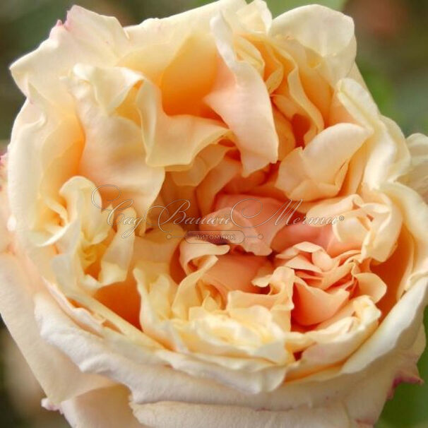 Роза Gloire de Dijon (Глуар де Дижон) — фото 5