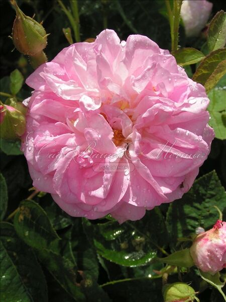 Роза Gloire de Guilan (Глуар де Гилан) — фото 3