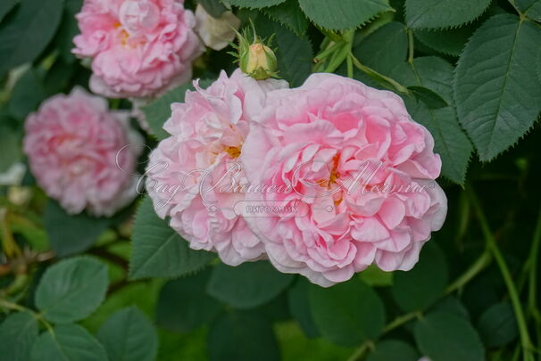 Роза Great Maidens Blush (Грейт Мэйденс Блаш) — фото 2