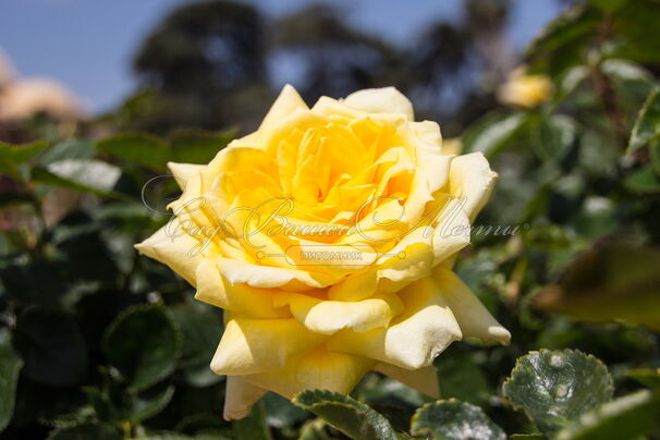 Роза Harison’s Yellow (Харисонс Йеллоу) — фото 2