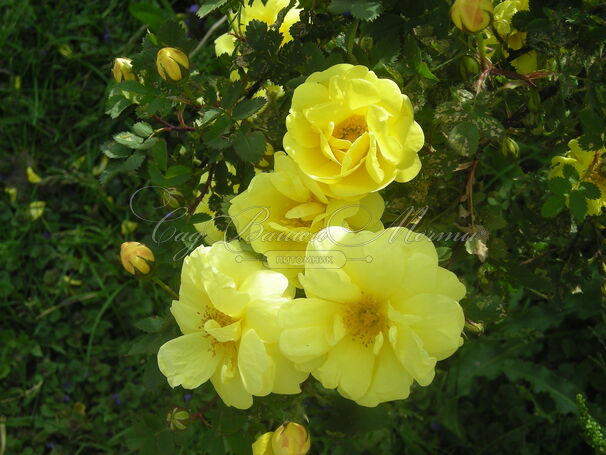 Роза Harison’s Yellow (Харисонс Йеллоу) — фото 3
