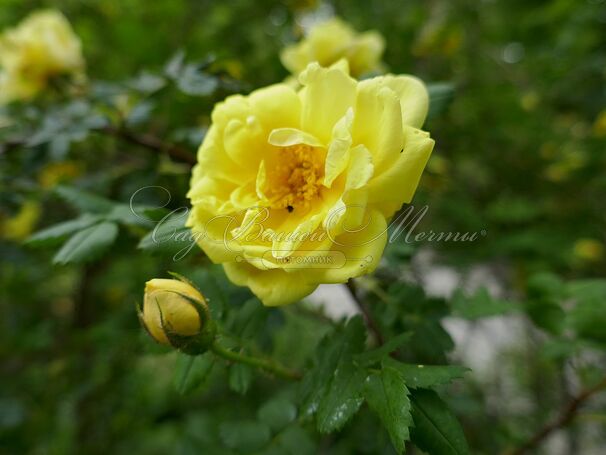 Роза Harison’s Yellow (Харисонс Йеллоу) — фото 4