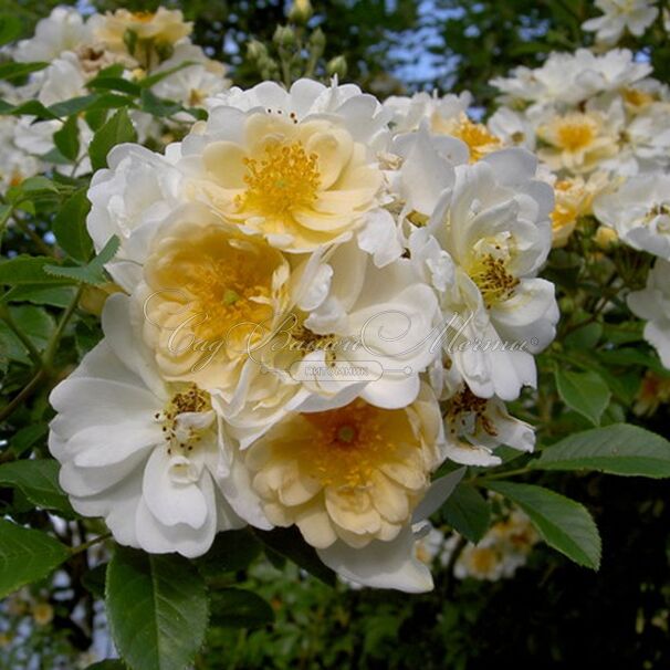 Роза helenae Semiplena (хеленаи Семиплена) — фото 2