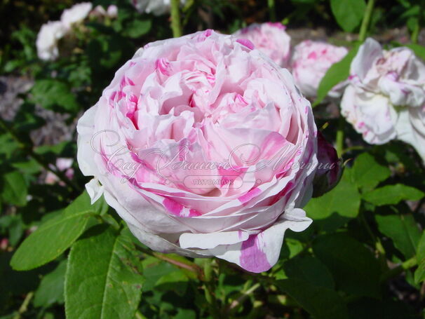 Роза Honorine de Brabant (Онорин де Брабан) — фото 2