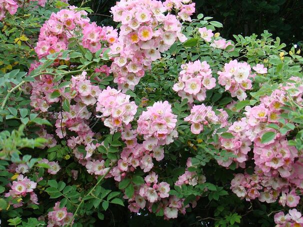 Роза Kew Rambler (Кью Рамблер) — фото 2