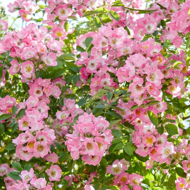 Роза Kew Rambler (Кью Рамблер) — фото 3