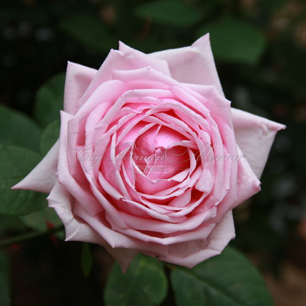 Роза La France (Ля Франс) — фото 2