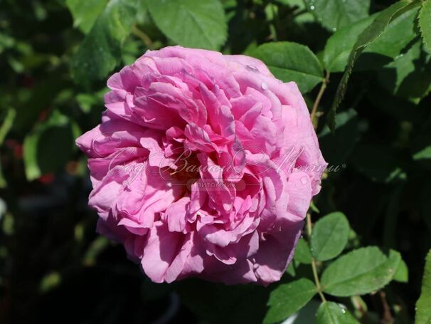 Роза Madame Boll (Мадам Болл) — фото 2