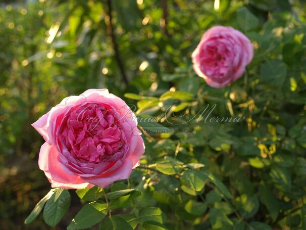 Роза Madame Boll (Мадам Болл) — фото 6