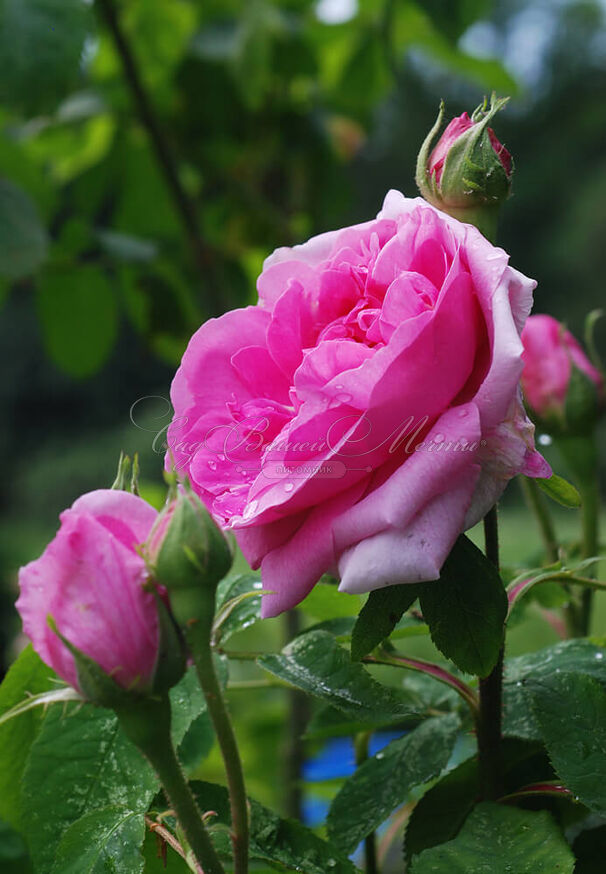 Роза Madame Boll (Мадам Болл) — фото 10