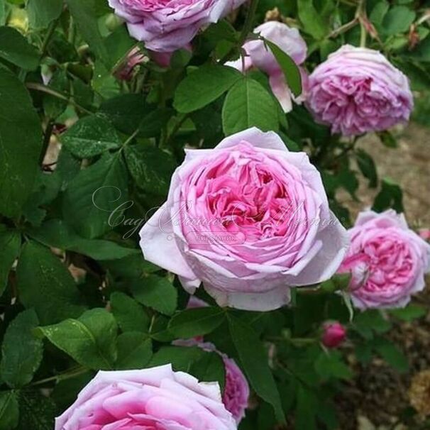 Роза Madame de Knorr (Мадам Кнор) — фото 3