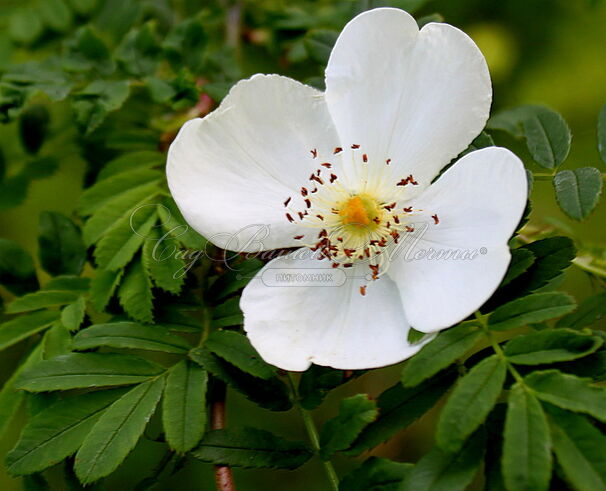 Роза Omeiensis Pteracantha (Омейский Птераканта) — фото 3