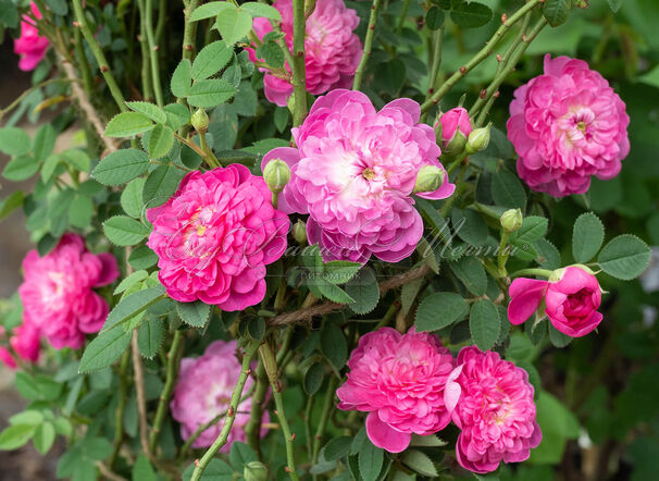 Роза Pompon de Bourgogne (Помпон де Бургонь) — фото 2