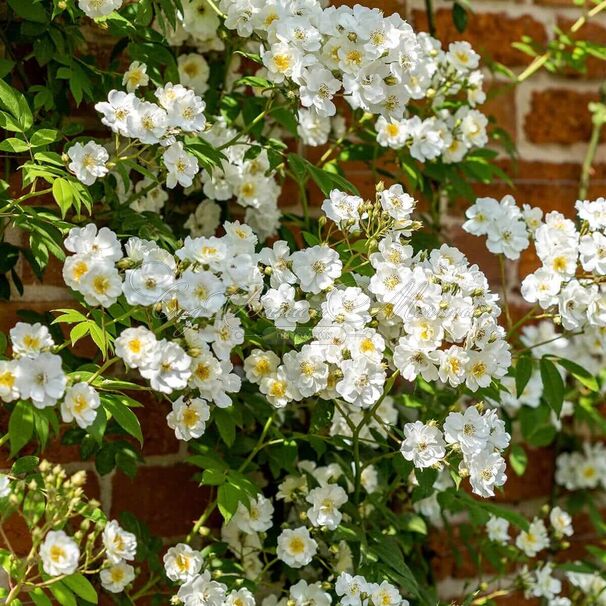 Роза Rambling Rector (Рэмблинг Ректор) — фото 2