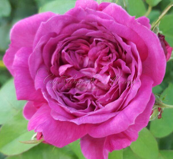 Роза Reine des Violettes (Рен де Виолет) — фото 2