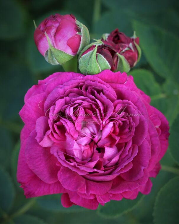 Роза Reine des Violettes (Рен де Виолет) — фото 3
