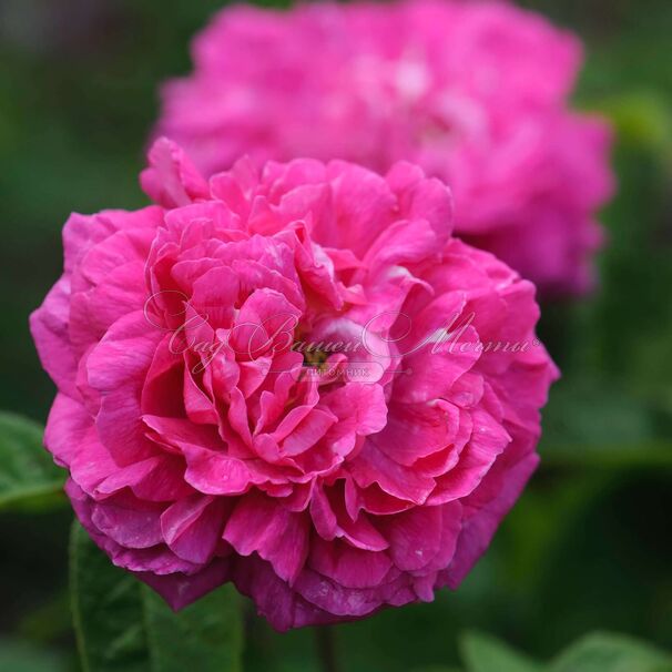 Роза Rose du Roi a Fleurs Pourpres (Роз Дю Руа а Флёр Пурпур) — фото 2